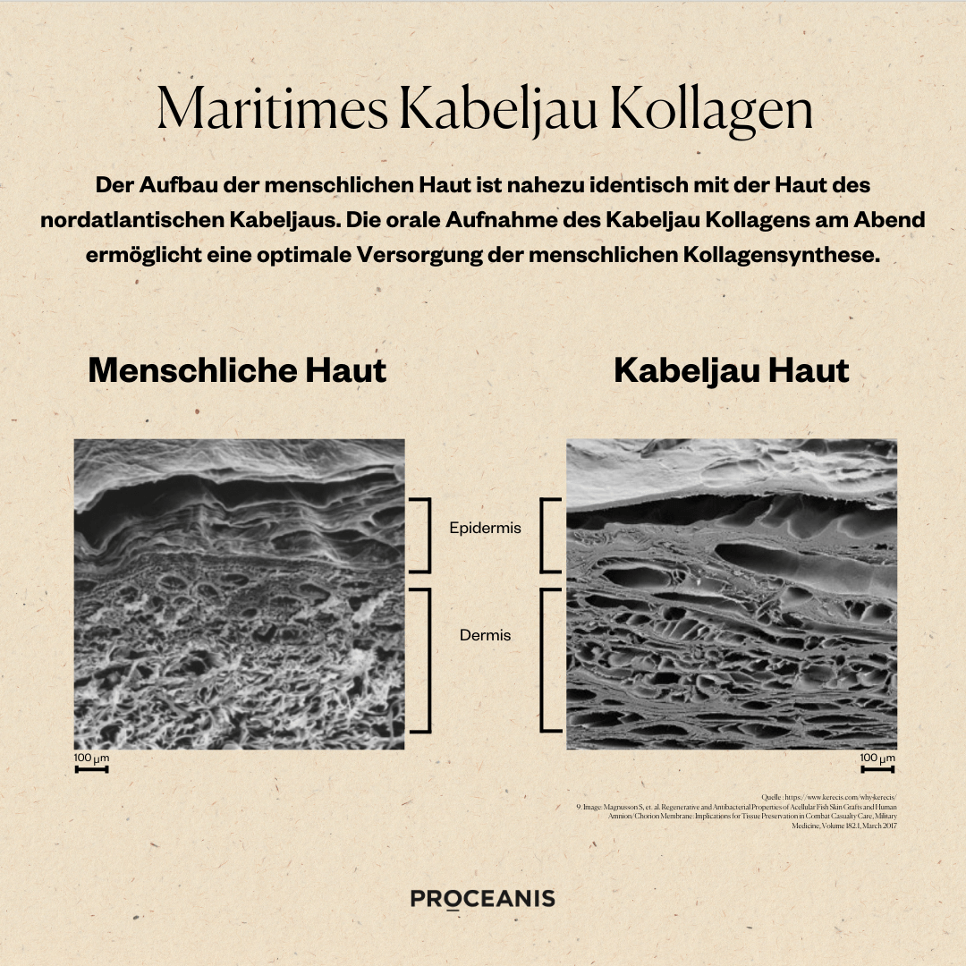 Collagen Drink Mono bottle 3 PROCEANIS Collagen Drink Mono bottle – Bild 3