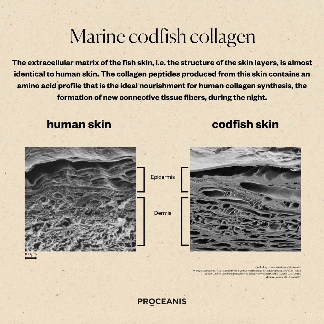 Collagen Drink </br>Traveler - Image 4